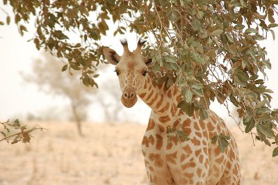 Single giraffe peeking through trees.jpg